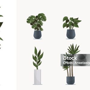Indoor Plant Collection